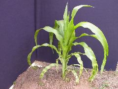 1555_zb4_p1-ww_105B_1394