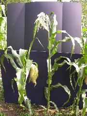 1556_ts2_P1-rr_106B_2631