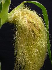 1556_ts2_P1-rr_106B_2634