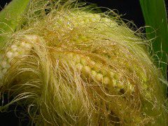 1556_ts2_P1-rr_106B_2635