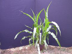 1605_a3_b1_pl1_325G_1440