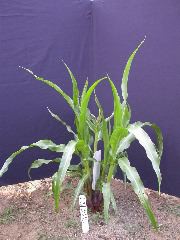 1605_a3_b1_pl1_325G_1441