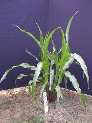 1605_a3_b1_pl1_325G_1442