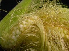 1556_ts2_P1-rr_106B_2636