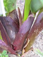 1605_a3_b1_pl1_325G_1443