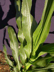 1607_dek5-25_333A_1592