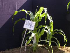 1553_sr_P1-ww_101D_1381