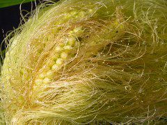 1556_ts2_P1-rr_106B_2637