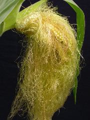 1556_ts2_P1-rr_106B_2639