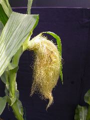 1556_ts2_P1-rr_106B_2640