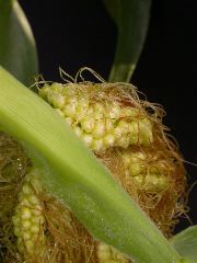 1556_ts2_P1-rr_106B_2641