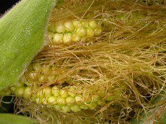 1556_ts2_P1-rr_106B_2642