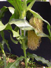 1556_ts2_P1-rr_106B_2643