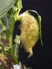 1556_ts2_P1-rr_106B_2644