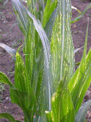 1617_c2-m1_419H_1637