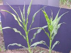 1617_c2-m1_419H_1639