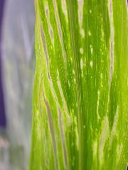 1617_c2-m1_419H_1643