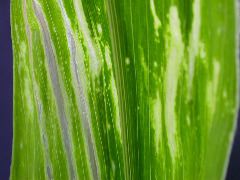 1617_c2-m1_419H_1644