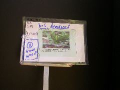 1557_br1_110K_or_113C_1398