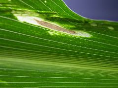 1617_c2-m1_419H_1647