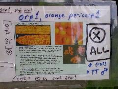 1618_orp1_orp2_427D_1921