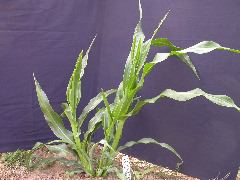 1618_orp1_orp2_427D_1922