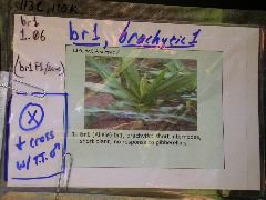 1557_br1_110K_or_113C_1399