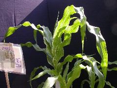 1553_sr_P1-ww_101D_1382