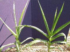 1557_br1_110K_or_113C_1400