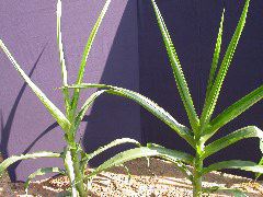 1557_br1_110K_or_113C_1401