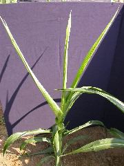 1557_br1_110K_or_113C_1403