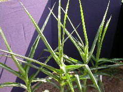 1557_br1_110K_or_113C_1405