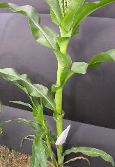 1640_Pl1_wi1_Y1_605E_2001