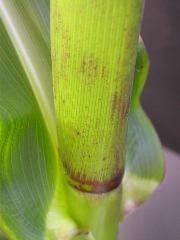 1640_Pl1_wi1_Y1_605E_2002