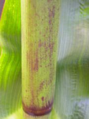 1640_Pl1_wi1_Y1_605E_2003