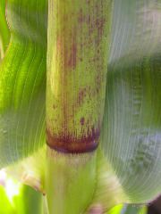 1640_Pl1_wi1_Y1_605E_2004