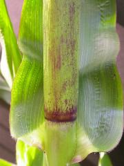 1640_Pl1_wi1_Y1_605E_2005