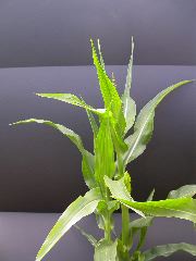 1640_Pl1_wi1_Y1_605E_2006