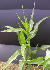 1640_Pl1_wi1_Y1_605E_2007