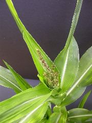 1640_Pl1_wi1_Y1_605E_2008