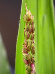 1640_Pl1_wi1_Y1_605E_2010