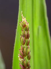 1640_Pl1_wi1_Y1_605E_2011