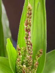 1640_Pl1_wi1_Y1_605E_2012