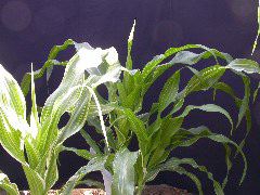 1553_sr_P1-ww_101D_1383