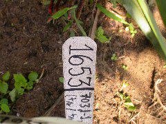 1653_Rs1-O_703J_2980