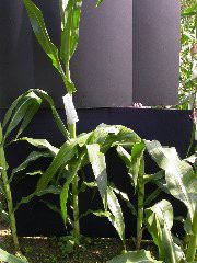 1653_Rs1-O_703J_2981