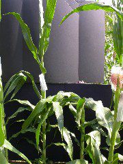 1653_Rs1-O_703J_2982