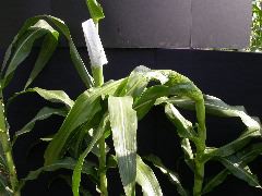 1653_Rs1-O_703J_2983