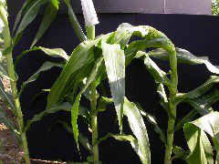 1653_Rs1-O_703J_2984