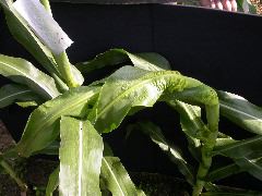 1653_Rs1-O_703J_2985